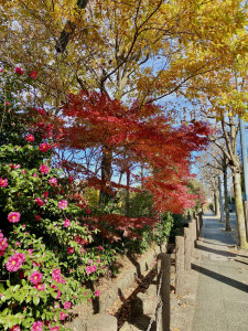 中山駅から四季の森公園の途中の紅葉