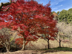 四季の森公園の紅葉