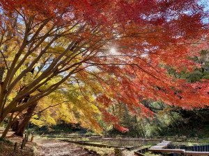 四季の森公園の紅葉