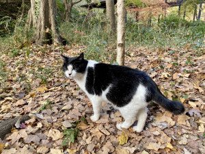 四季の森公園のねこ