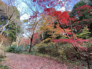 四季の森公園の紅葉