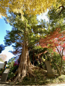 旧城寺のカヤ