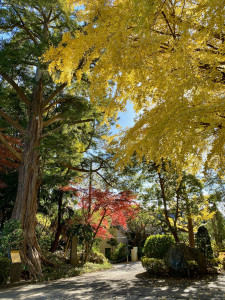 旧城寺の紅葉